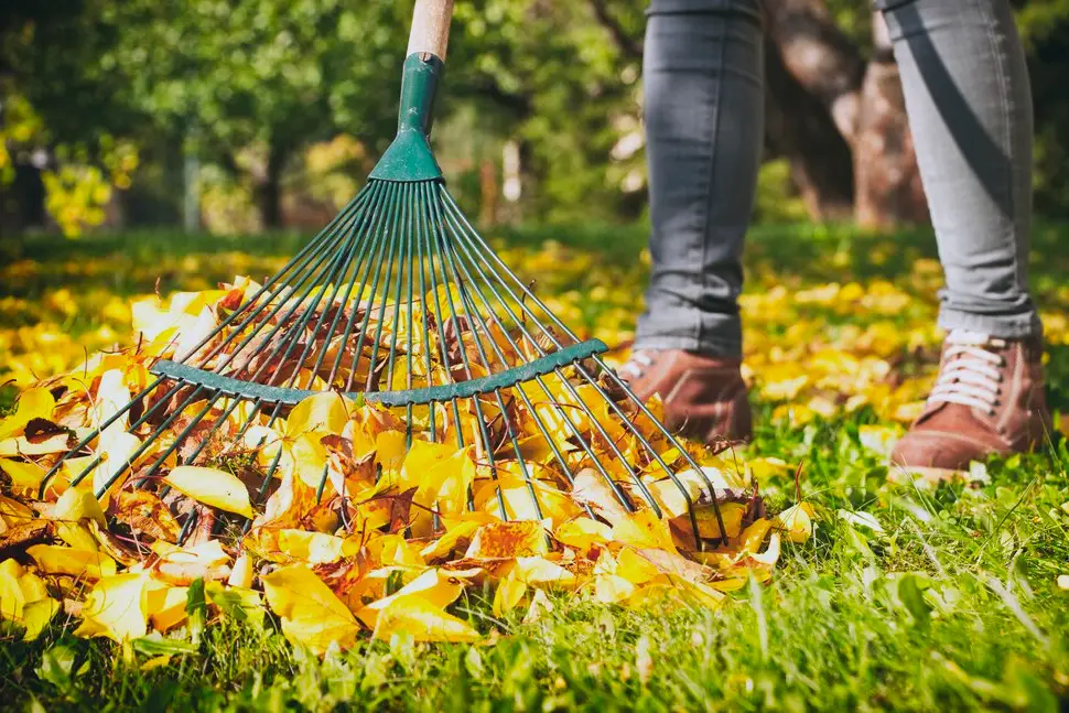 Fall Yard Cleanup in Alpena, MI